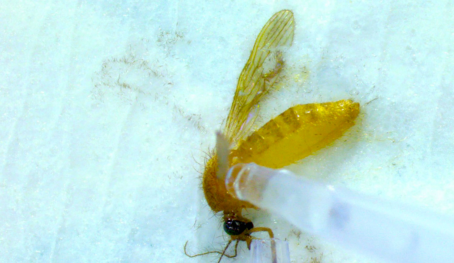 Imagen de un mosquito, transmisor de enfermedades, analizado en la nueva instalación del ISCIII (imagen: Insectario y Laboratorio de Arbovirus y Enfermedades Víricas importadas, CNM).